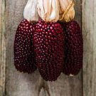 10 PCS Seeds Strawberry Red Popcorn Seeds Original Pack 10 PCS Seeds Strawberry Red Popcorn Seeds Original Pack