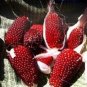 10 PCS Seeds Strawberry Red Popcorn Seeds Original Pack