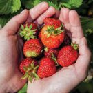 100 PCS Seeds Strawberry Seeds Organic & Hybrid Edible Roman 100 PCS Seeds Strawberry Seeds Organic & Hybrid Edible Roman