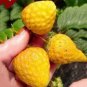 100 PCS Seeds Strawberry Seeds Organic & Hybrid Edible Roman