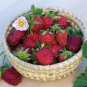 100 PCS Seeds Strawberry Seeds Organic & Hybrid Edible Roman