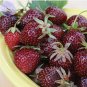 50 PCS Seeds Strawbery
