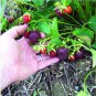 50 PCS Seeds Strawbery