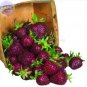 50 PCS Seeds Strawbery