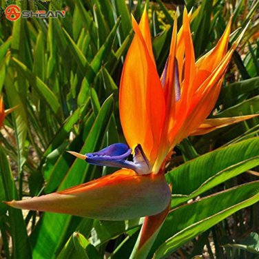 100 PCS Seeds Strelitzia Reginae Indoor Potted Plant Flowers
