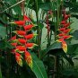 100 PCS Seeds Strelitzia Reginae Indoor Potted Plant Flowers