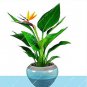 100 PCS Seeds Strelitzia Reginae Indoor Potted Plant Flowers