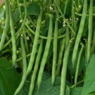 30 PCS Seeds String Bean Non-GMO Dwarf Beans