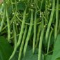 30 PCS Seeds String Bean Non-GMO Dwarf Beans