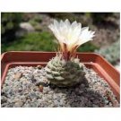 10 PCS Seeds Strombocactus disciformis Cactus