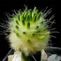 10 PCS Seeds Strombocactus disciformis Cactus