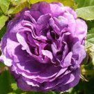 5 PCS Seeds Strong Fragrant Purple Peony Tree 'Queen' Flower
