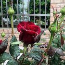 50 PCS Seeds Strong Fragrant Red Rose Flower