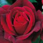 50 PCS Seeds Strong Fragrant Red Rose Flower