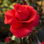 50 PCS Seeds Strong Fragrant Red Rose Flower
