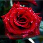 50 PCS Seeds Strong Fragrant Red Rose Flower