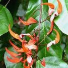5 PCS Seeds Strongylodon Orange Jade Vine Perennial Climbing Flower 5 PCS Seeds Strongylodon Orange Jade Vine Perennial Climbing Flower