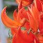 5 PCS Seeds Strongylodon Orange Jade Vine Perennial Climbing Flower