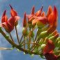 5 PCS Seeds Strongylodon Orange Jade Vine Perennial Climbing Flower