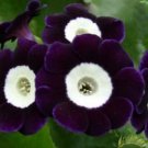 200 PCS Seeds Stunning Tricolor Petunia Annual Indoor Bonsai Flower