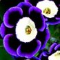 200 PCS Seeds Stunning Tricolor Petunia Annual Indoor Bonsai Flower