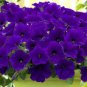 200 PCS Seeds Stunning Tricolor Petunia Annual Indoor Bonsai Flower