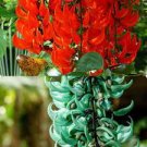 5 PCS Seeds Strongylodon Orange Jade Vine Perennial Climbing Flower 5 PCS Seeds Strongylodon Orange Jade Vine Perennial Climbing Flower