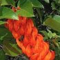 5 PCS Seeds Strongylodon Orange Jade Vine Perennial Climbing Flower