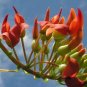 5 PCS Seeds Strongylodon Orange Jade Vine Perennial Climbing Flower