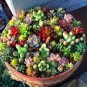 500 PCS Seeds Succulent Planter Seeds Mix Lithops