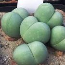 100 PCS Seeds Succulent Plants Bonsai Per Pack Gibbaeum Heathii Bonsai