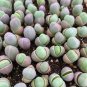 100 PCS Seeds Succulent Plants Bonsai Per Pack Gibbaeum Heathii Bonsai