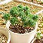 100 PCS Seeds Succulent Plants Bonsai Sedum Multiceps Bonsai