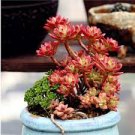 20 PCS Seeds Succulent Red ECHEVERIA macdougallii seeds Rare quality plant
