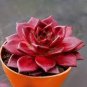 20 PCS Seeds Succulent Red ECHEVERIA macdougallii seeds Rare quality plant