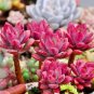 20 PCS Seeds Succulent Red ECHEVERIA macdougallii seeds Rare quality plant
