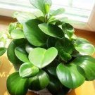 100 PCS Seeds Succulent seedlings Rare Chinese Peperomia Tetraphylla Bonsai
