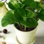 100 PCS Seeds Succulent seedlings Rare Chinese Peperomia Tetraphylla Bonsai