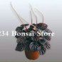 100 PCS Seeds Succulent seedlings Rare Chinese Peperomia Tetraphylla Bonsai