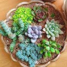 300 PCS Seeds Succulents Flower Plants Beautiful Rare planta 300 PCS Seeds Succulents Flower Plants Beautiful Rare planta