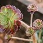 300 PCS Seeds Succulents Flower Plants Beautiful Rare planta