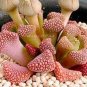 300 PCS Seeds Succulents Flower Plants Beautiful Rare planta