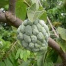 100 PCS Seeds Sugar Apple Seeds Sweetsop Custard Apple Fruits