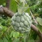 100 PCS Seeds Sugar Apple Seeds Sweetsop Custard Apple Fruits