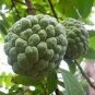 100 PCS Seeds Sugar Apple Seeds Sweetsop Custard Apple Fruits