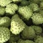 100 PCS Seeds Sugar Apple Seeds Sweetsop Custard Apple Fruits