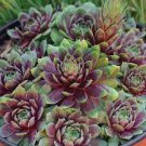 300 PCS Seeds Succulents Flower Plants Beautiful Rare planta for a perenial Garden 300 PCS Seeds Succulents Flower Plants Beautiful Rare planta for a perenial Garden