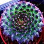 300 PCS Seeds Succulents Flower Plants Beautiful Rare planta for a perenial Garden