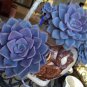 300 PCS Seeds Succulents Flower Plants Beautiful Rare planta for a perenial Garden