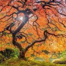 20 PCS Seeds Sugar Golden Maple Tree, ornamental outdoor garden plants